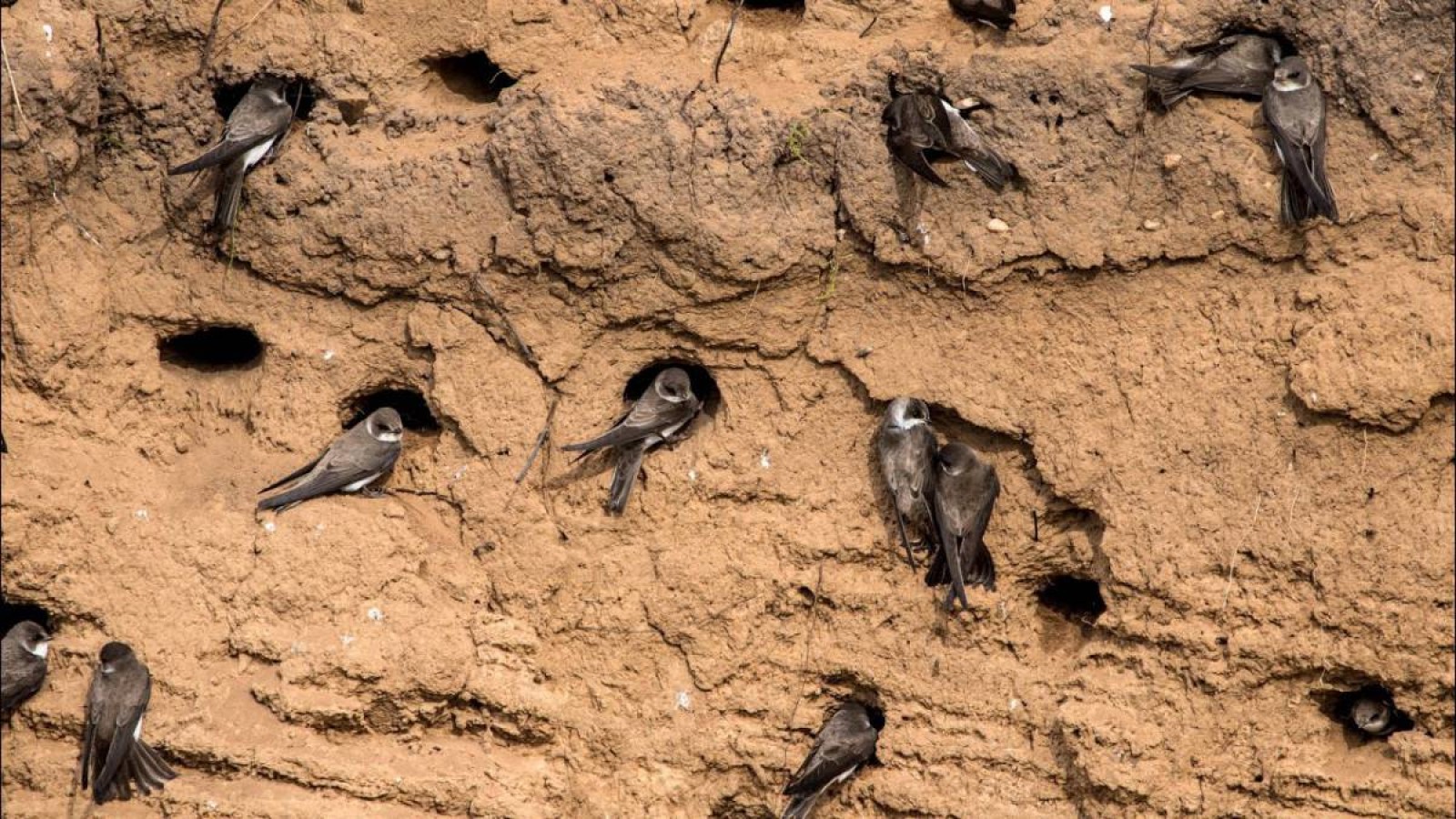 Қарлығаштардың ұясын бұза алмаған Асқар өз еркімен жұмыстан кеткен (ВИДЕО).