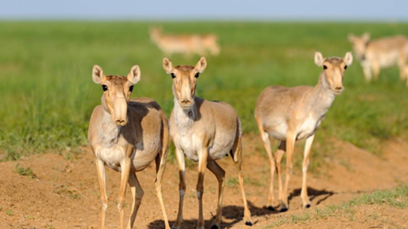 БҚО-да найзағайдан 372 ақбөкен қырылып қалды.