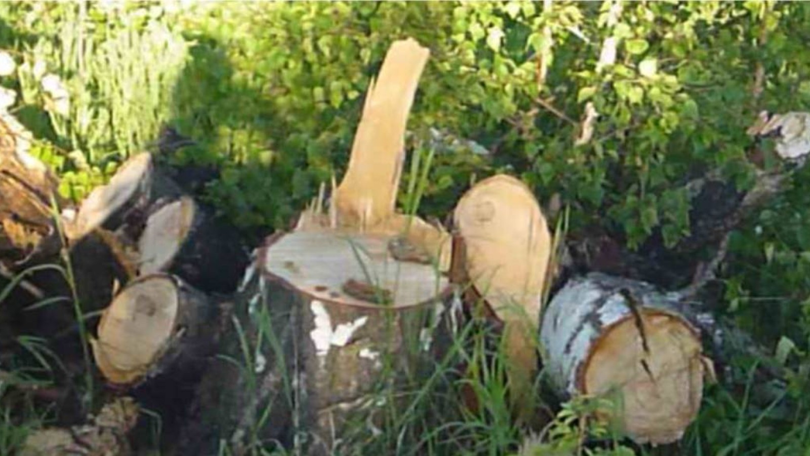 СҚО-ның шенділері орманды отап, қалайы өндіруді бастайды.