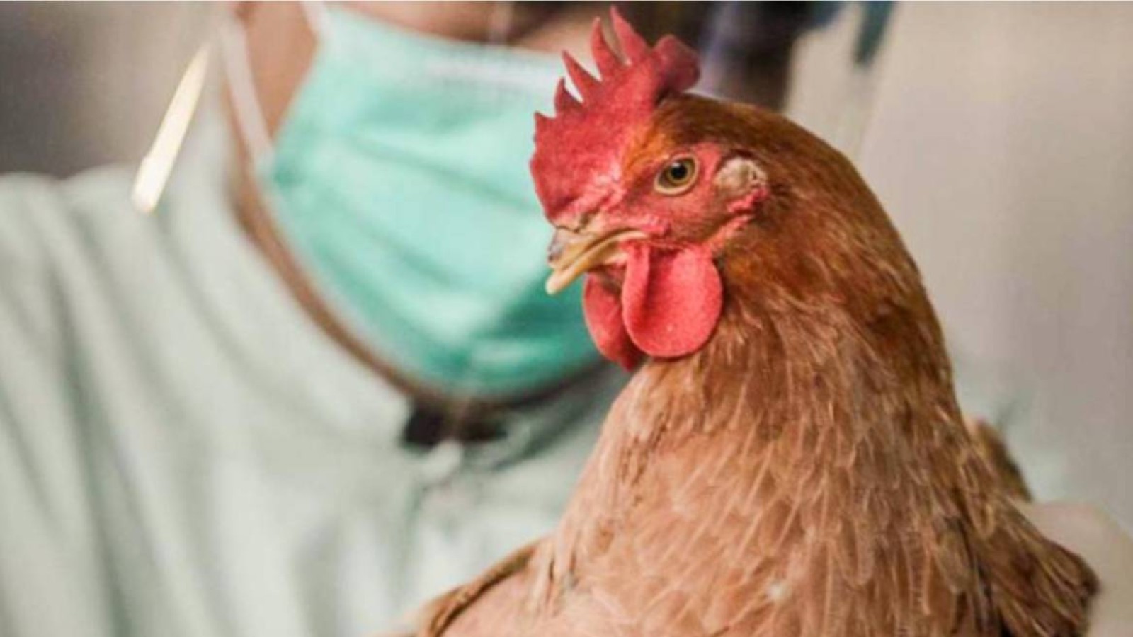 Солтүстүк Қазақстанда құс тұмауы анықталды.