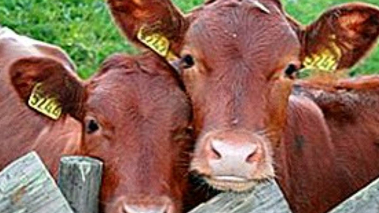 СҚО -да ауыл маңында өлген малдар көбейді.