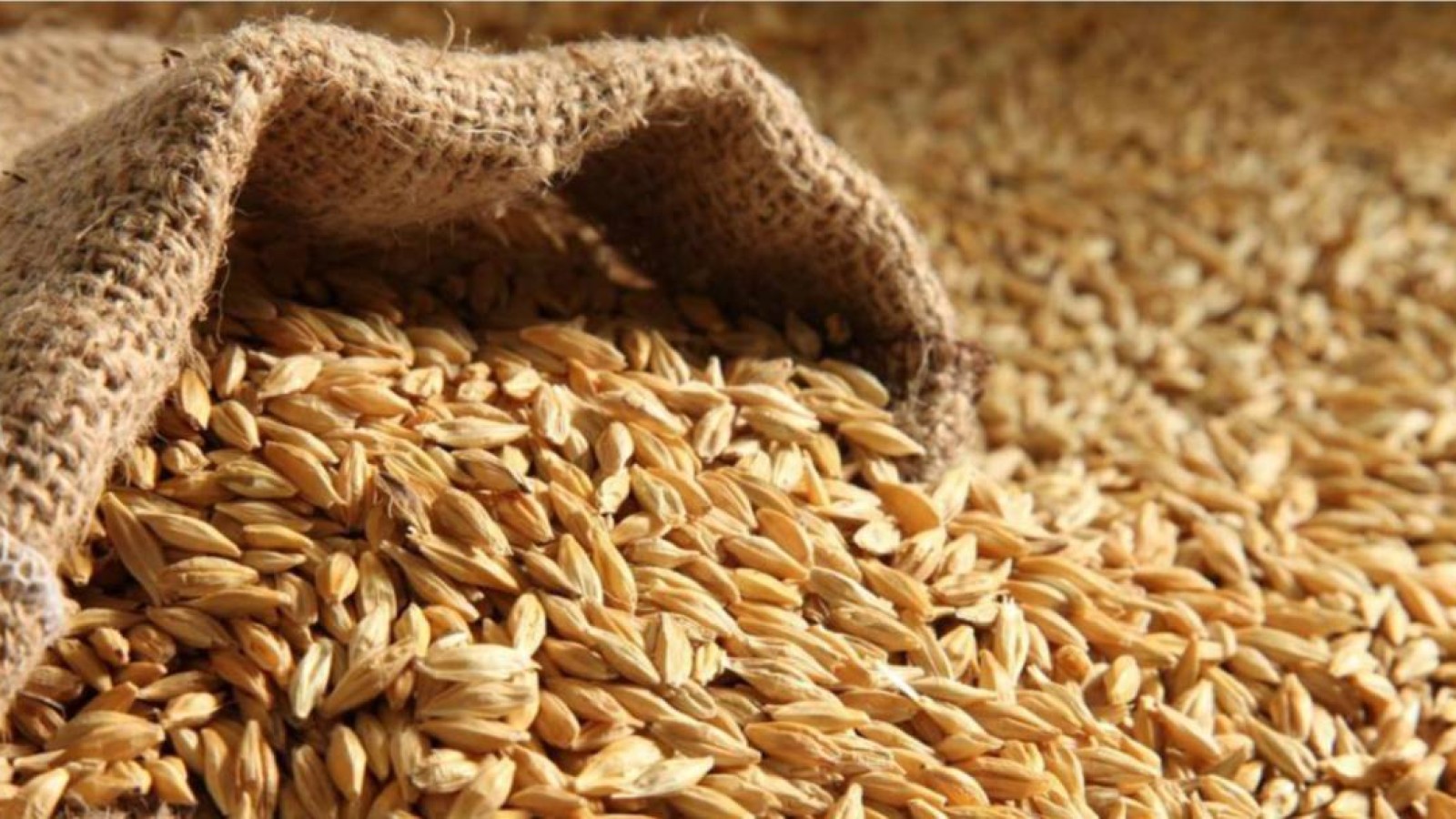 Павлодарда 5 мың тонна астық шіріп кетудің алдында тұр.