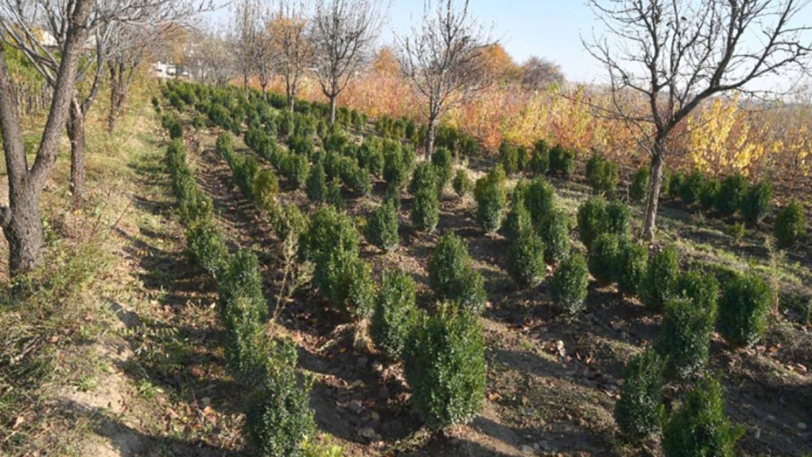 Елімізде 2 млрд түп ағаш үшін 80 миллиард теңге бөлінеді.