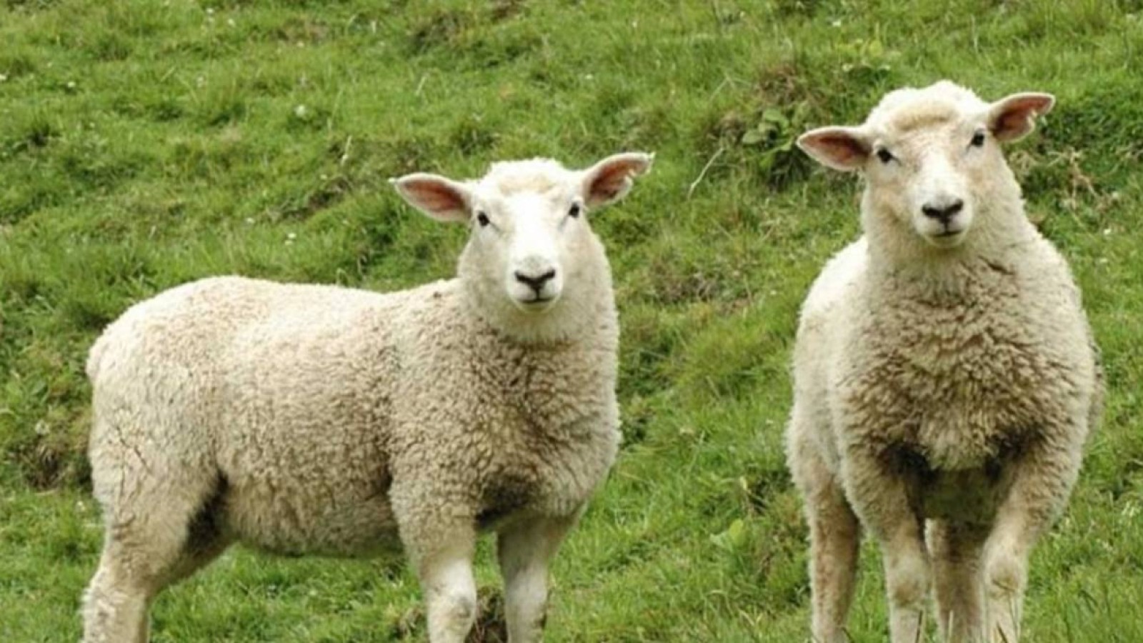 Түркістан облысында қойшы бір отар малды сатып жіберген.