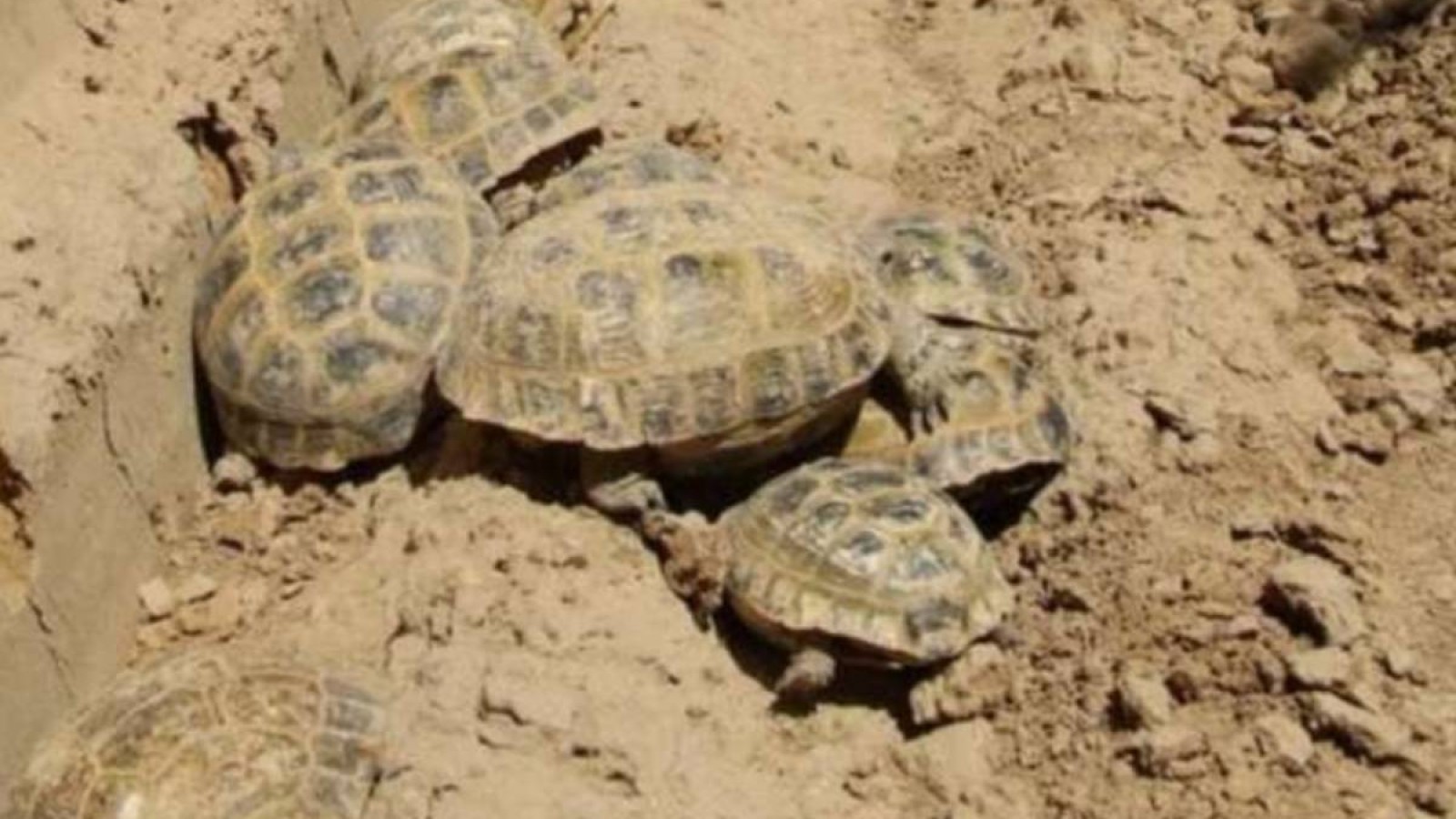 Түркістанда ұлттық парктегі жануарлар жаппай қырылып жатыр.