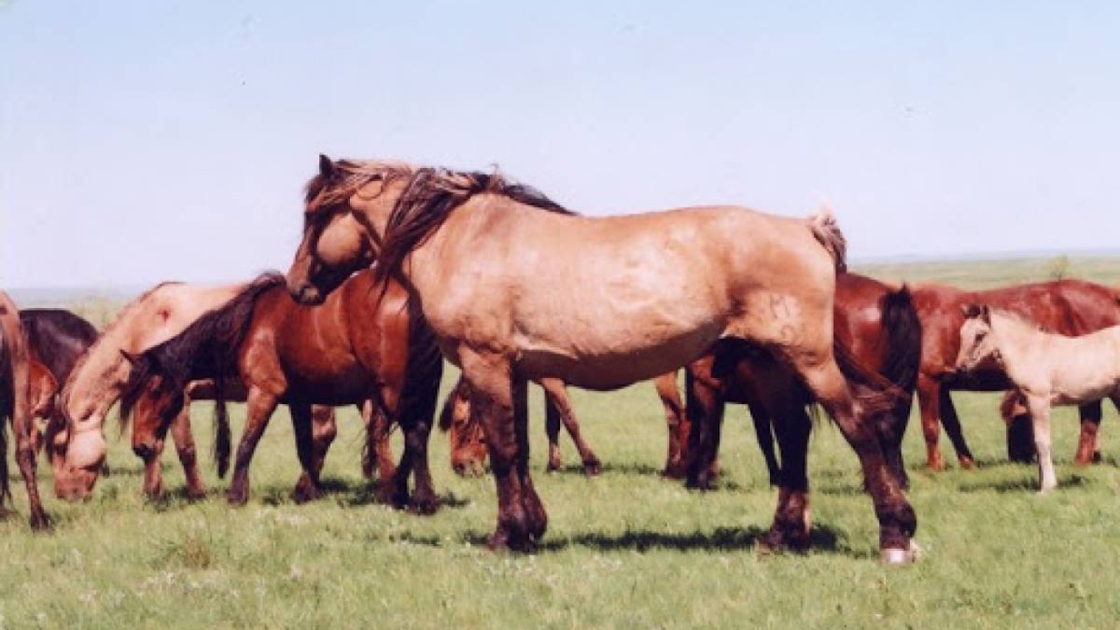 Қайтқан малда қайыр бар.