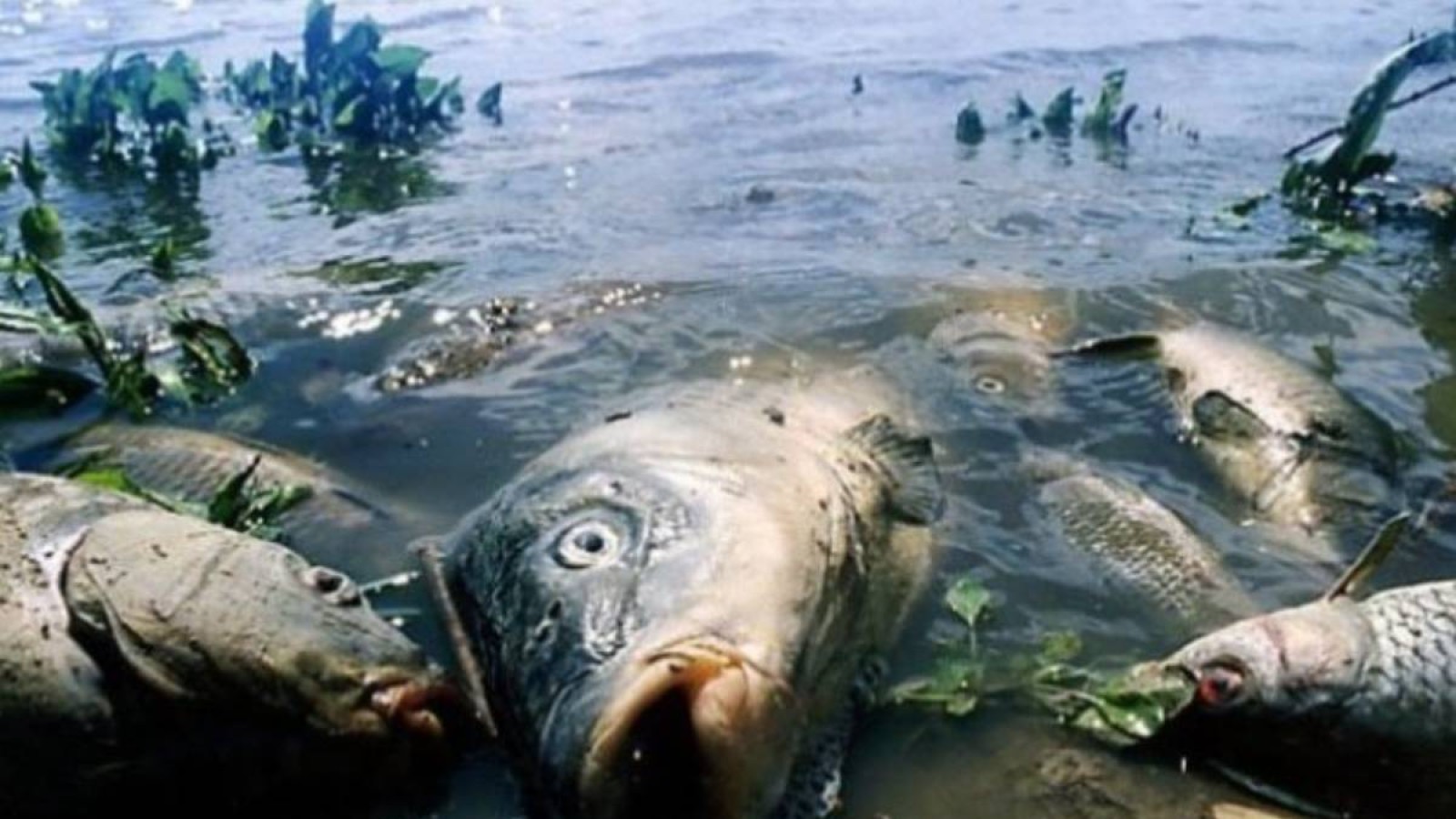 Атыраулық әкім балықтың қырылуын өзенге шомылған жылқы мен қойдан көрді.