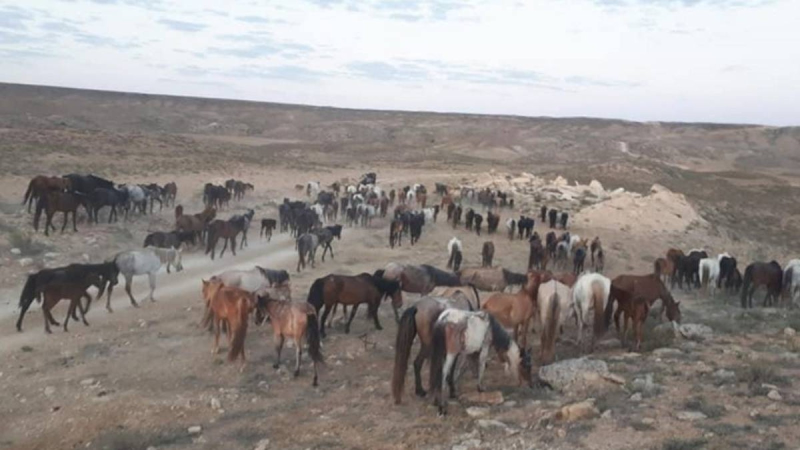 «Бұрын болмаған жұт»: Маңғыстау шаруалары көктемге жете алмайтындарын айтты.