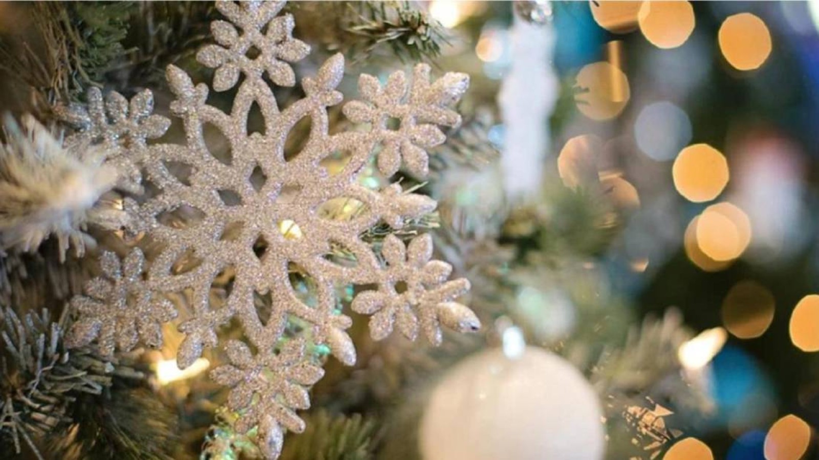 Семей әкімдігі 23 миллион теңгеге алған шырша тұрғындар наразылығын тудырды.