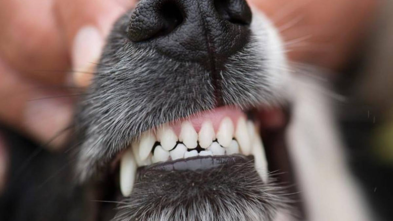 Өскеменде ит талап өлтірген қыздың анасы болған жағдайға сене алар емес.