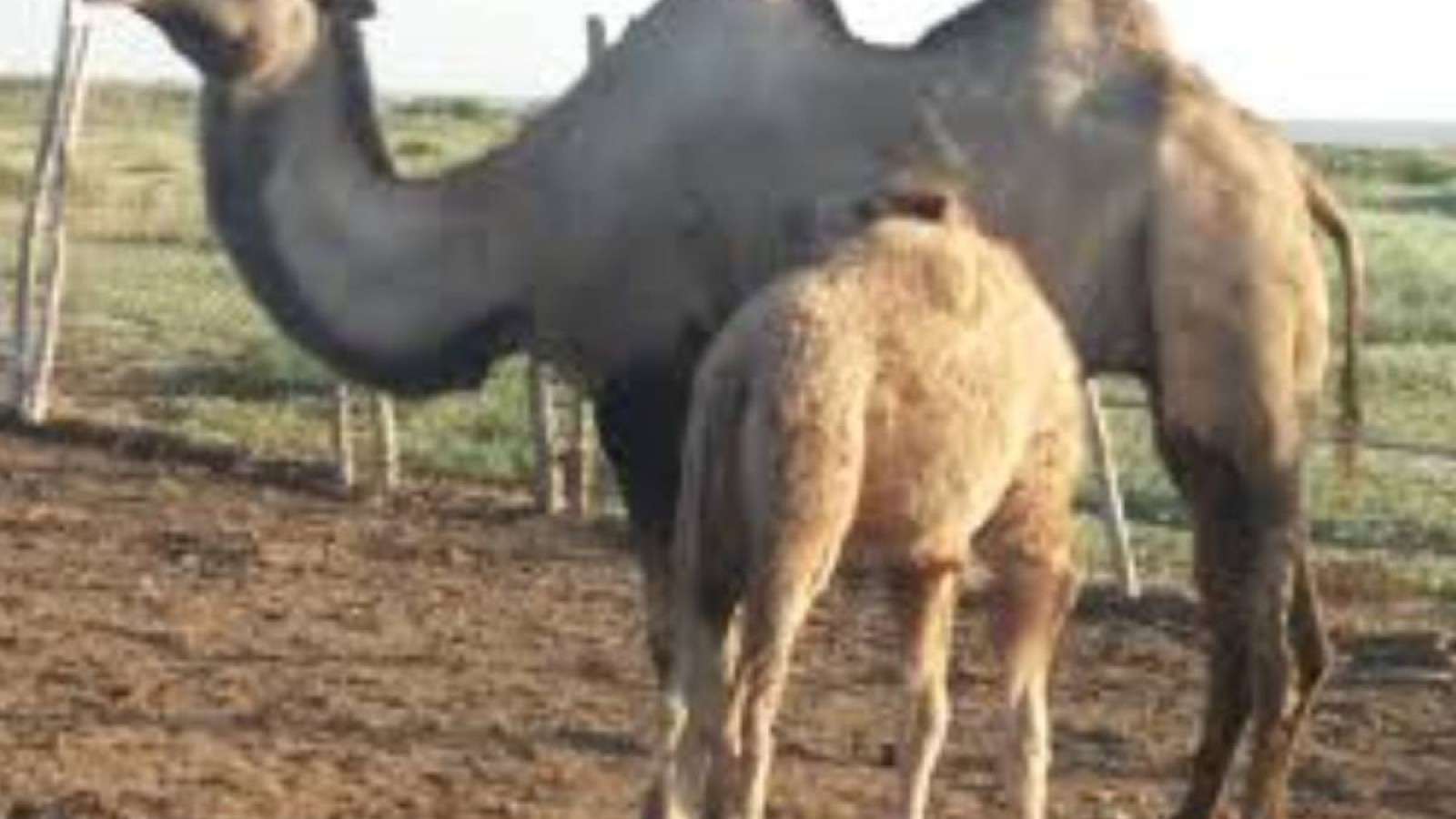 Маңғыстауда кенеден мал қырылып жатыр.