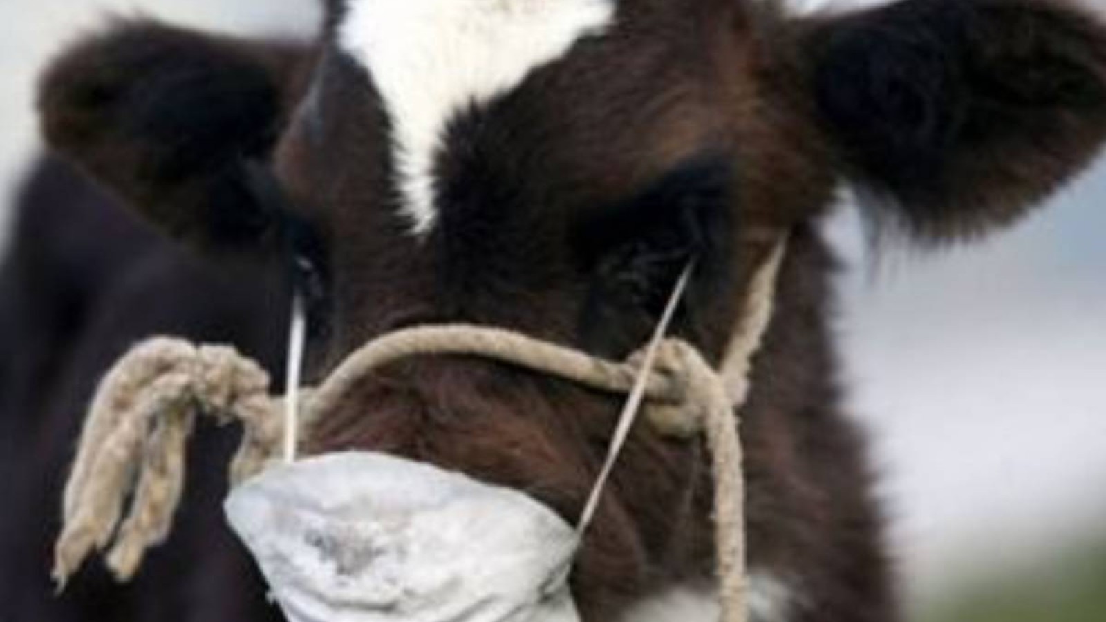 ШҚО- да белгісіз дерттен ірі мал қырылып жатыр.