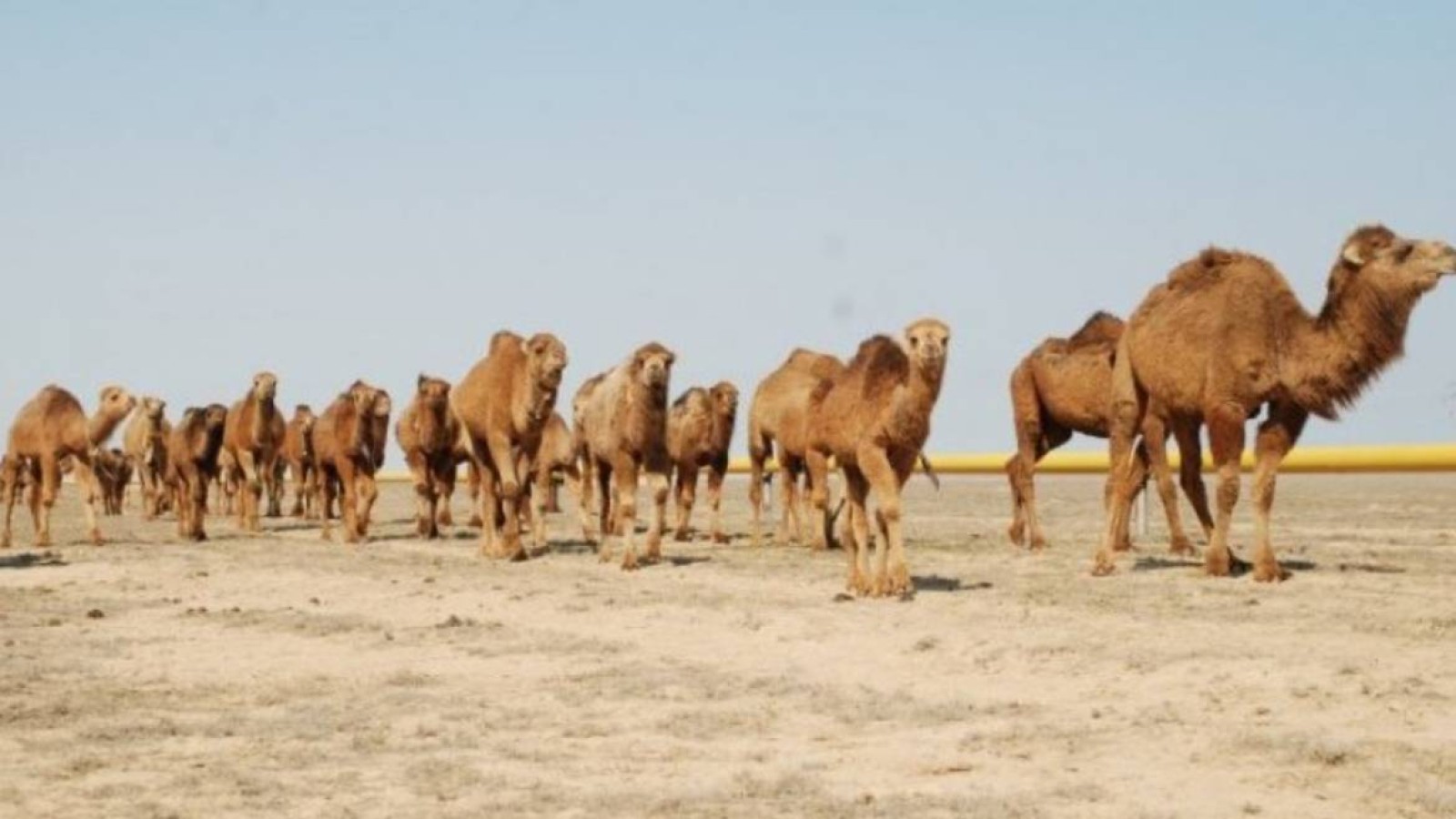 Маңғыстауда аш қалған малдарды құтқару үшін 204 млн теңге бөлінді.