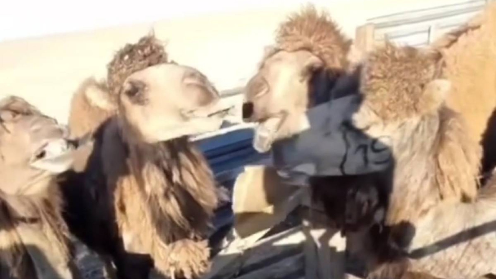 Маңғыстау жұрты малын картонмен асырап отыр.