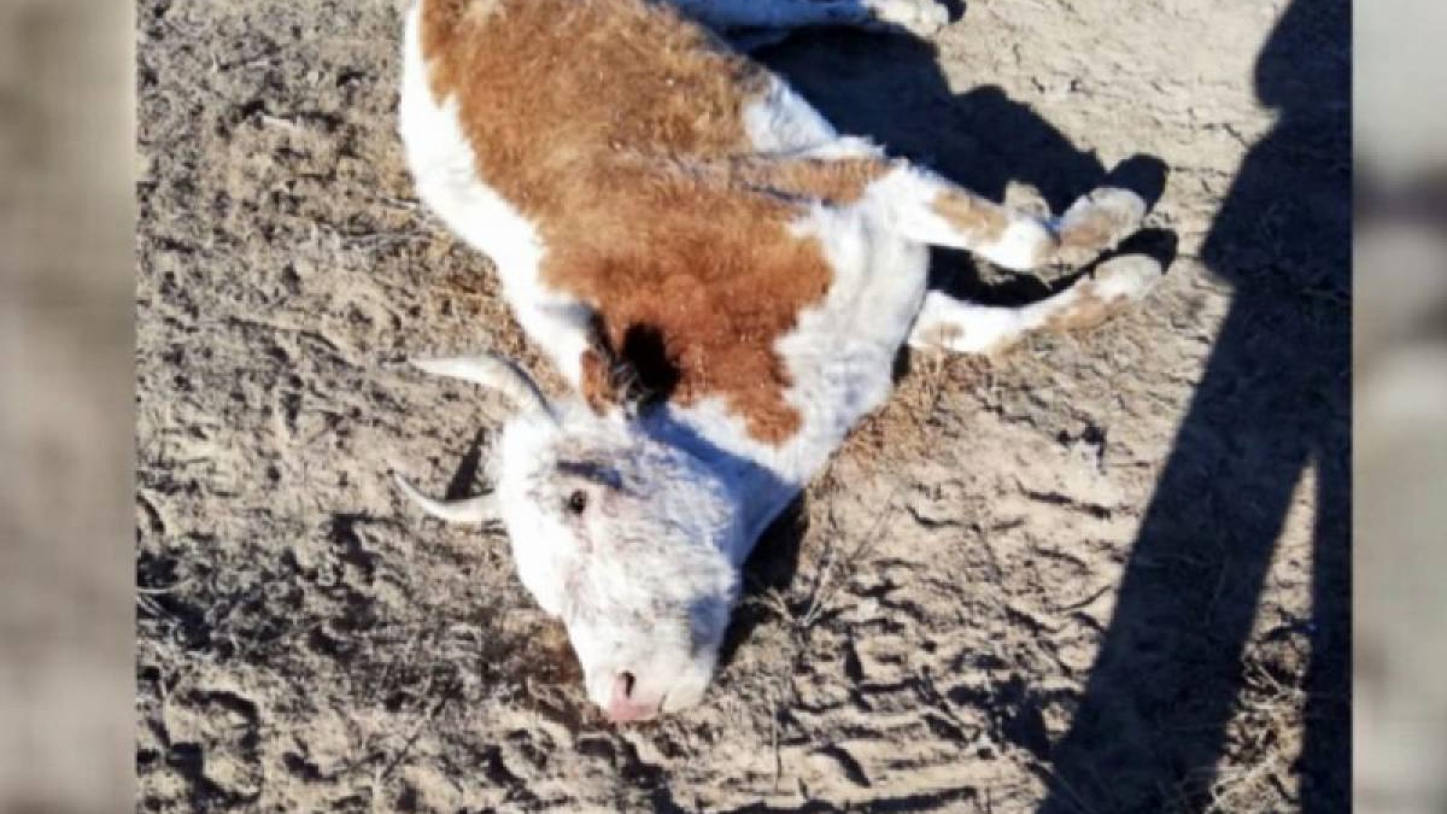 Шығыс Қазақстанда белгісіз аурудан мал қырылып жатыр.