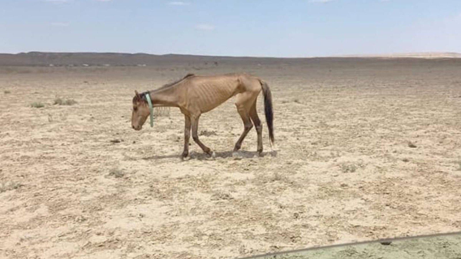 Маңғыстаудағы қуаңшылықты шешуге 204 миллион теңге бөлінді.