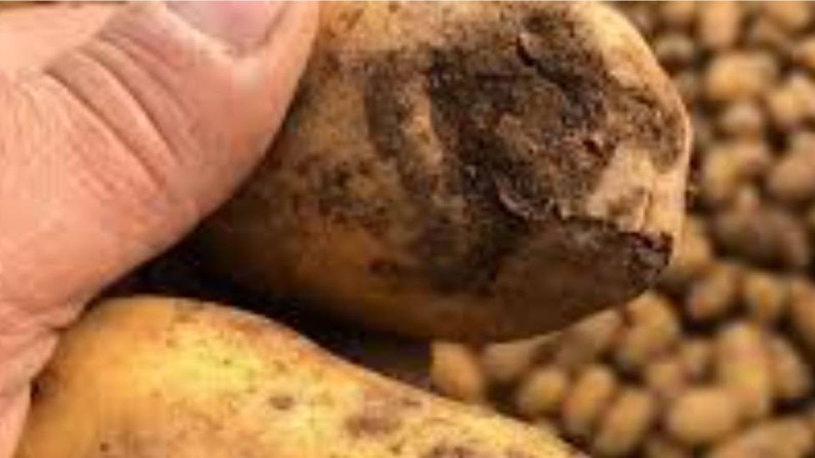 Оңдасын Оразилин әлеуметтік картопты кімнің шірітіп жібергенін таба алмай жатыр.