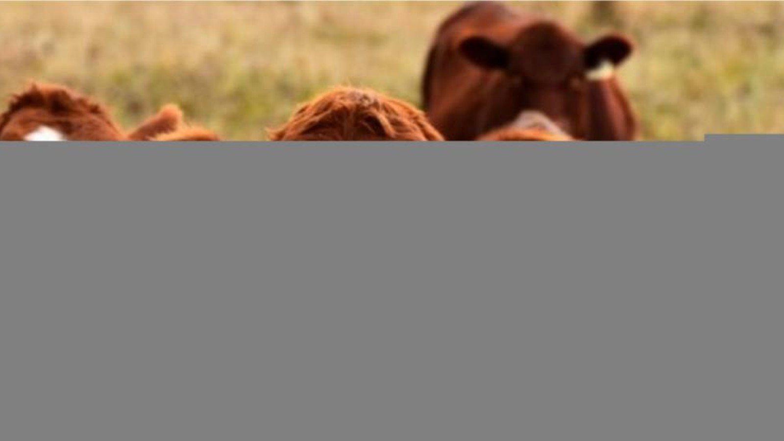 Ақтөбеде мал арасында белгісіз ауру тарады.