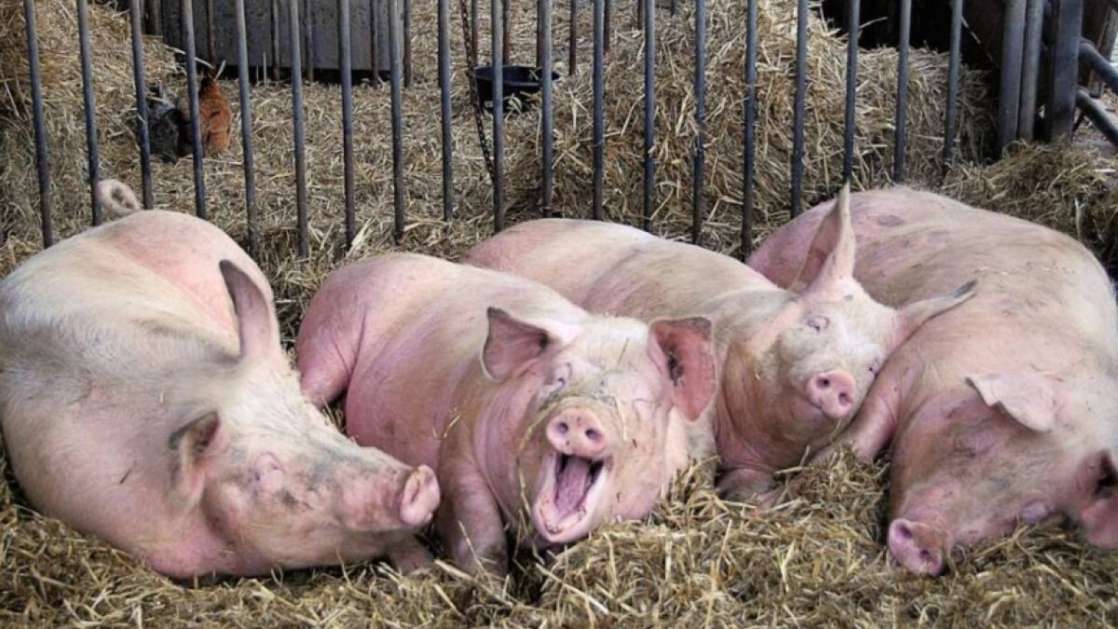 Ақтөбедегі шошқа фермасына сот орындаушылары барды.