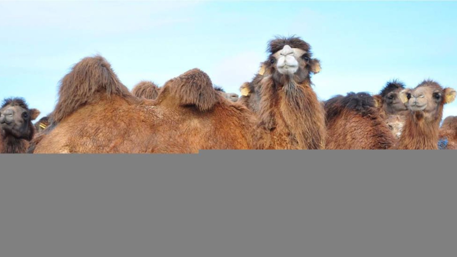 Маңғыстаулық шаруалар: алдағы қыста қолдағы бар малымыз аштан қырылады.