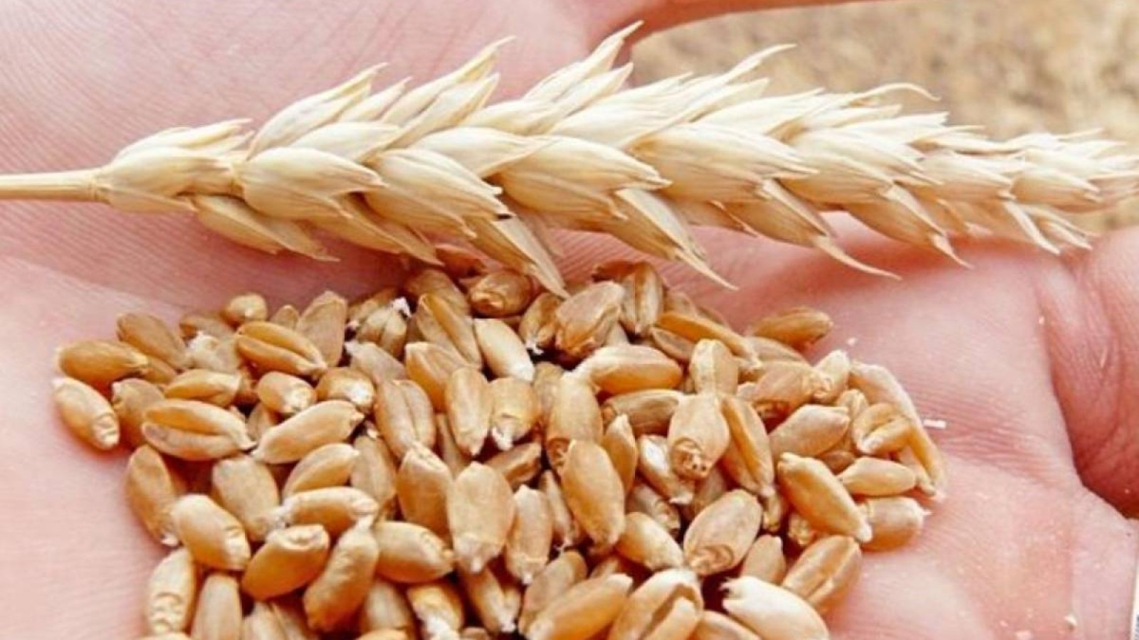 Құрғақшылық: Елімізде бидай өнімінің аздығы сезіледі.