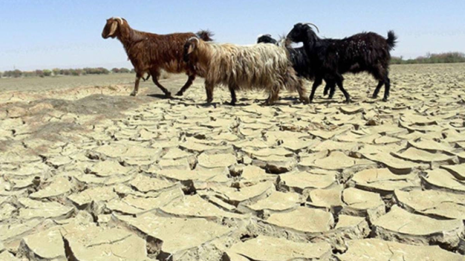 Ауылшаруашылық министрлігі құрғақшылыққа дайын болмағанын мойындады.