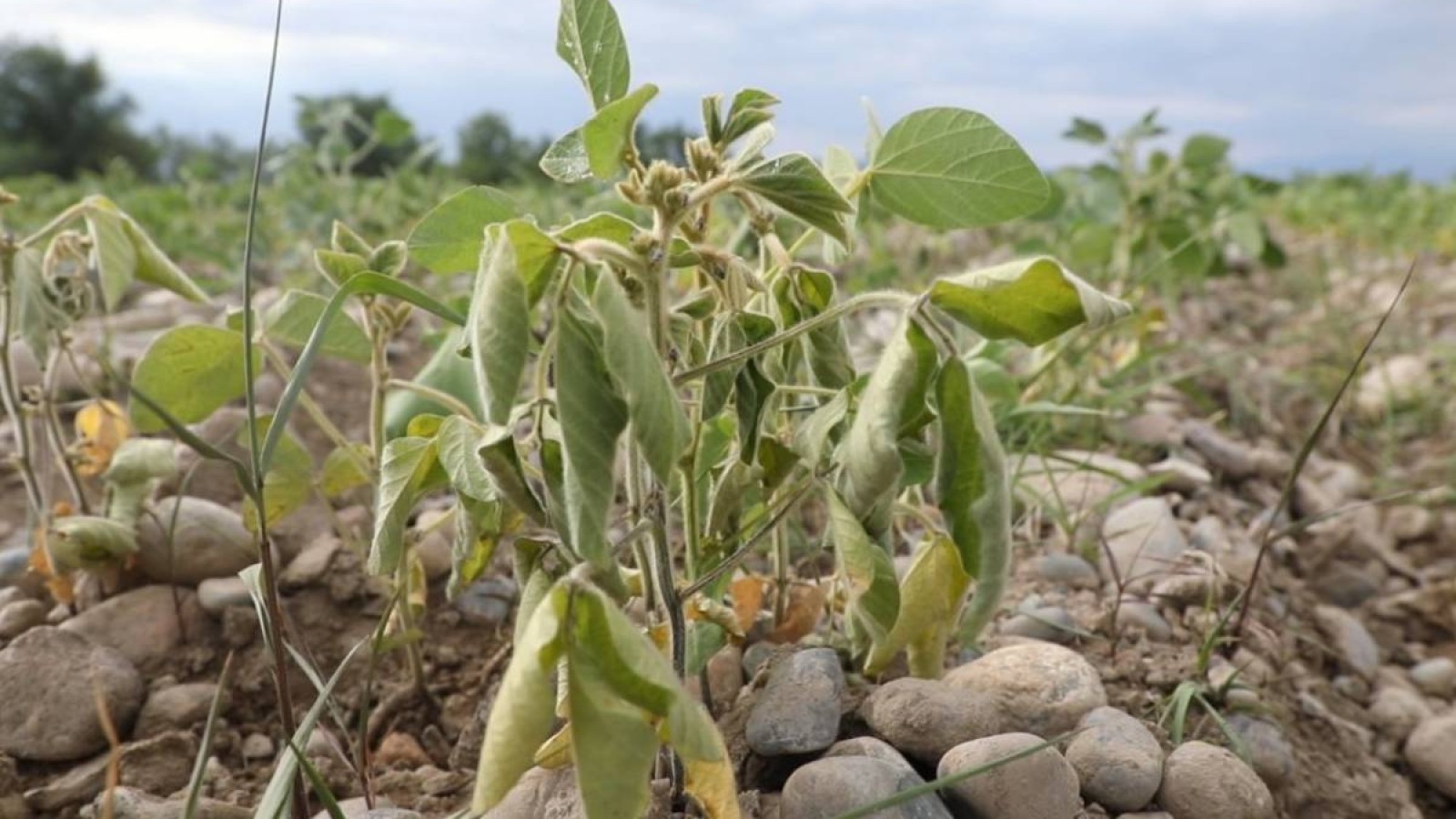 Егін қурап кетті: Қазақстанды қуаңшылық жайлады.