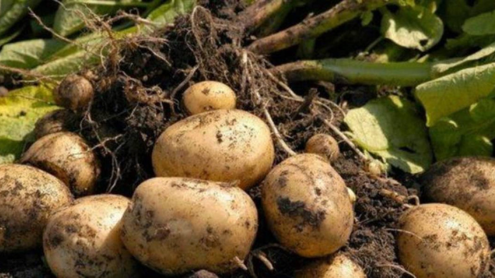 Министр картоп бағасының қымбаттауын алыпсатарларға ысыра салды.