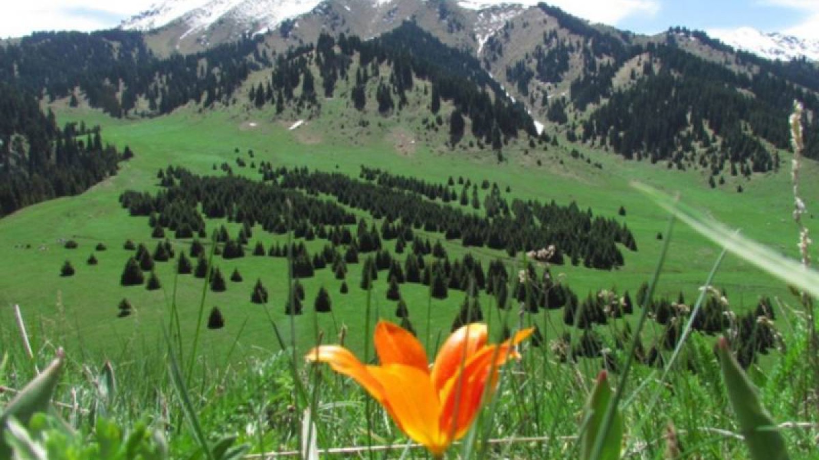 Іле-Алатау ұлттық паркіндегі жер телімі жалға берілмейді.