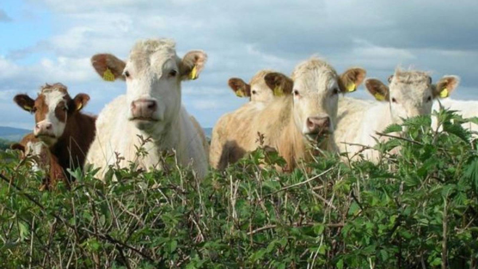Депутат: Әкімдердің өздері жер бөліп, өзі бақылауы дұрыс емес.