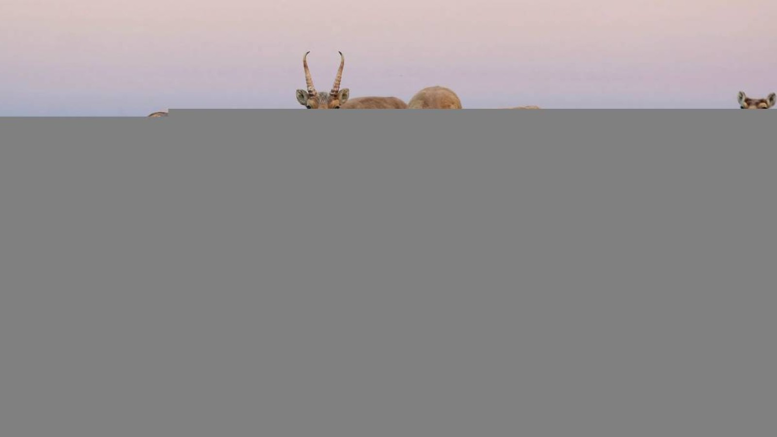 Батыс Қазақстан облысында киіктерді ату жұмыстары басталды.