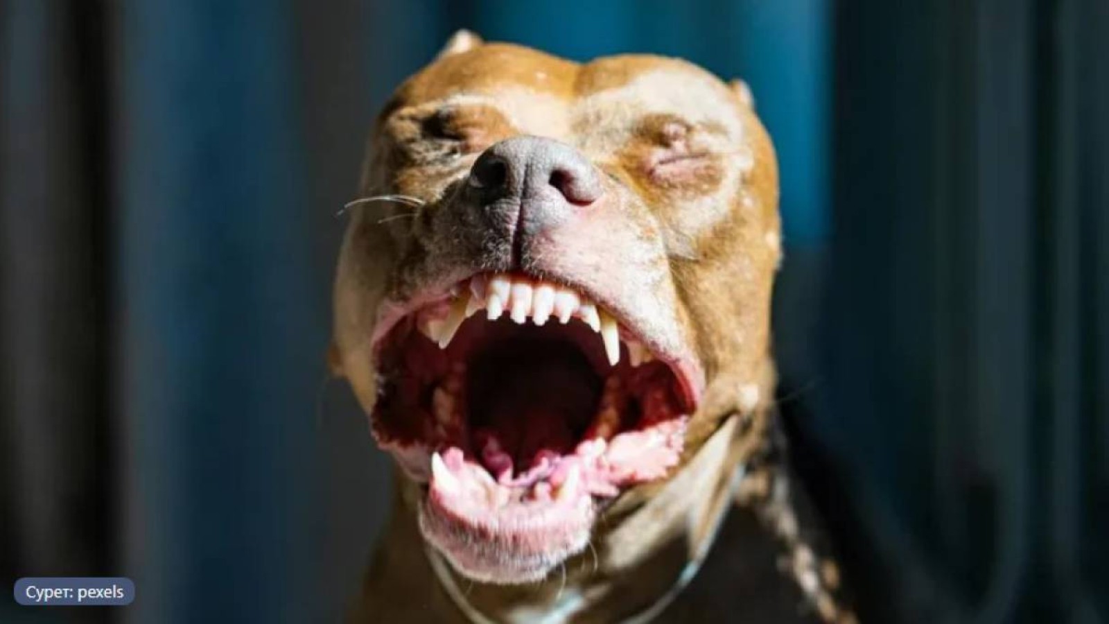 Баланы иттердің шабуылынан құтқарған азамат жазаға тартылмайды.