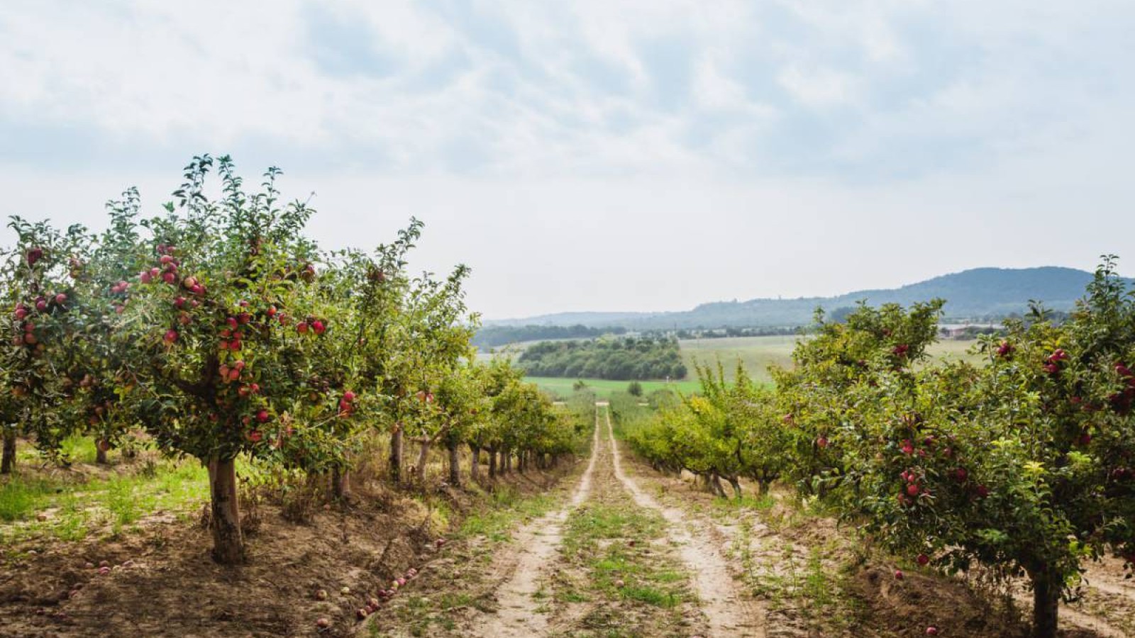 Алатау баурайындағы генерал Новиковтың жерлері мемлекет меншігіне қайтарылды.