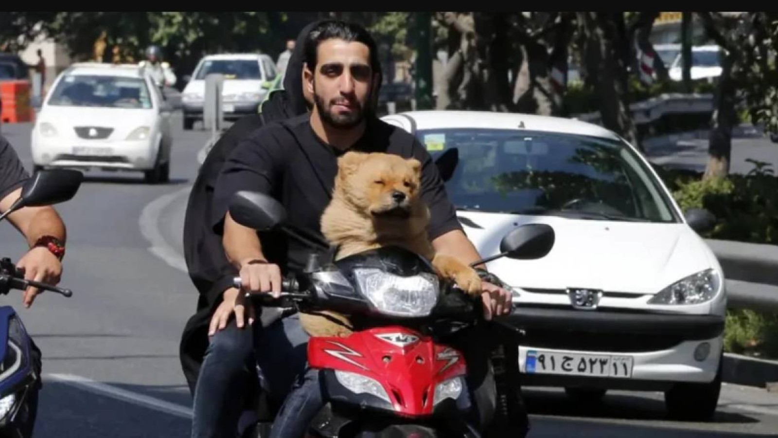 Ит Ирандағы діндарлар билігіне қарсылықтың жаңа белгісіне айналды.