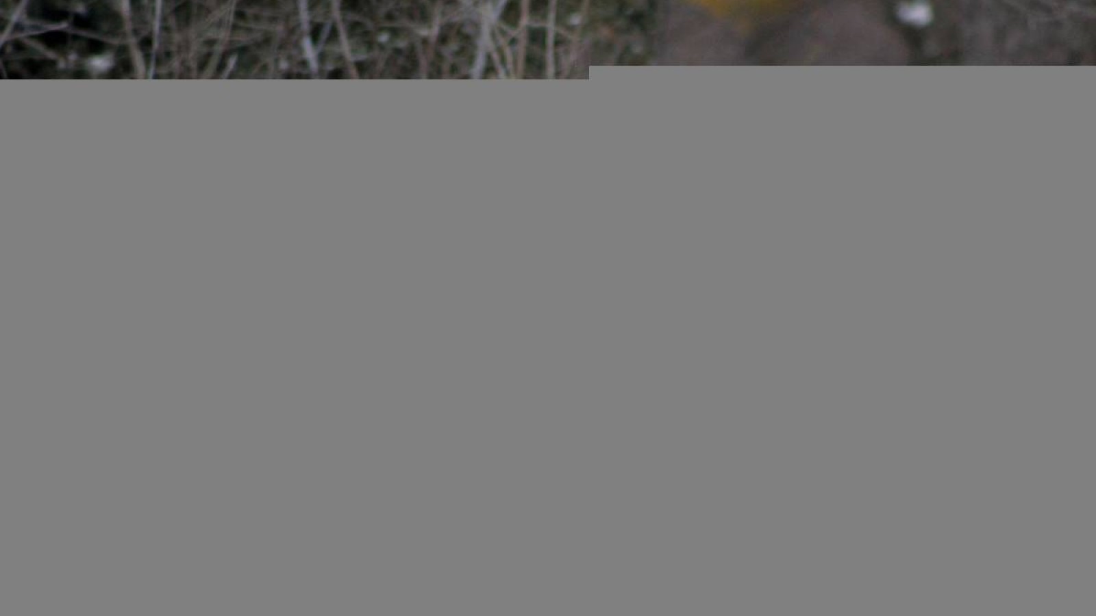 Заң жануарларға жауапкершілікпен қарауды міндеттейді.