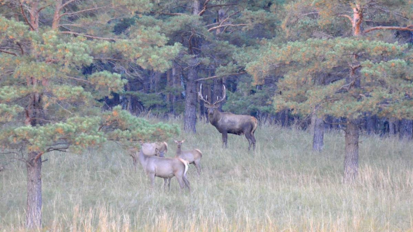 «Бурабай» ұлттық табиғи паркінде бұғылардың шағылысу маусымы басталды: бұл кезең туралы не білу керек.