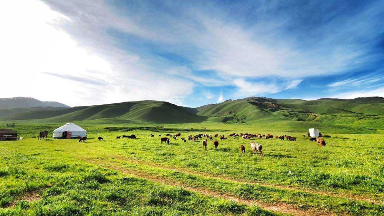Ақмолалық оқушы қазақ даласының хош иісі бар әтір ойлап тапты .
