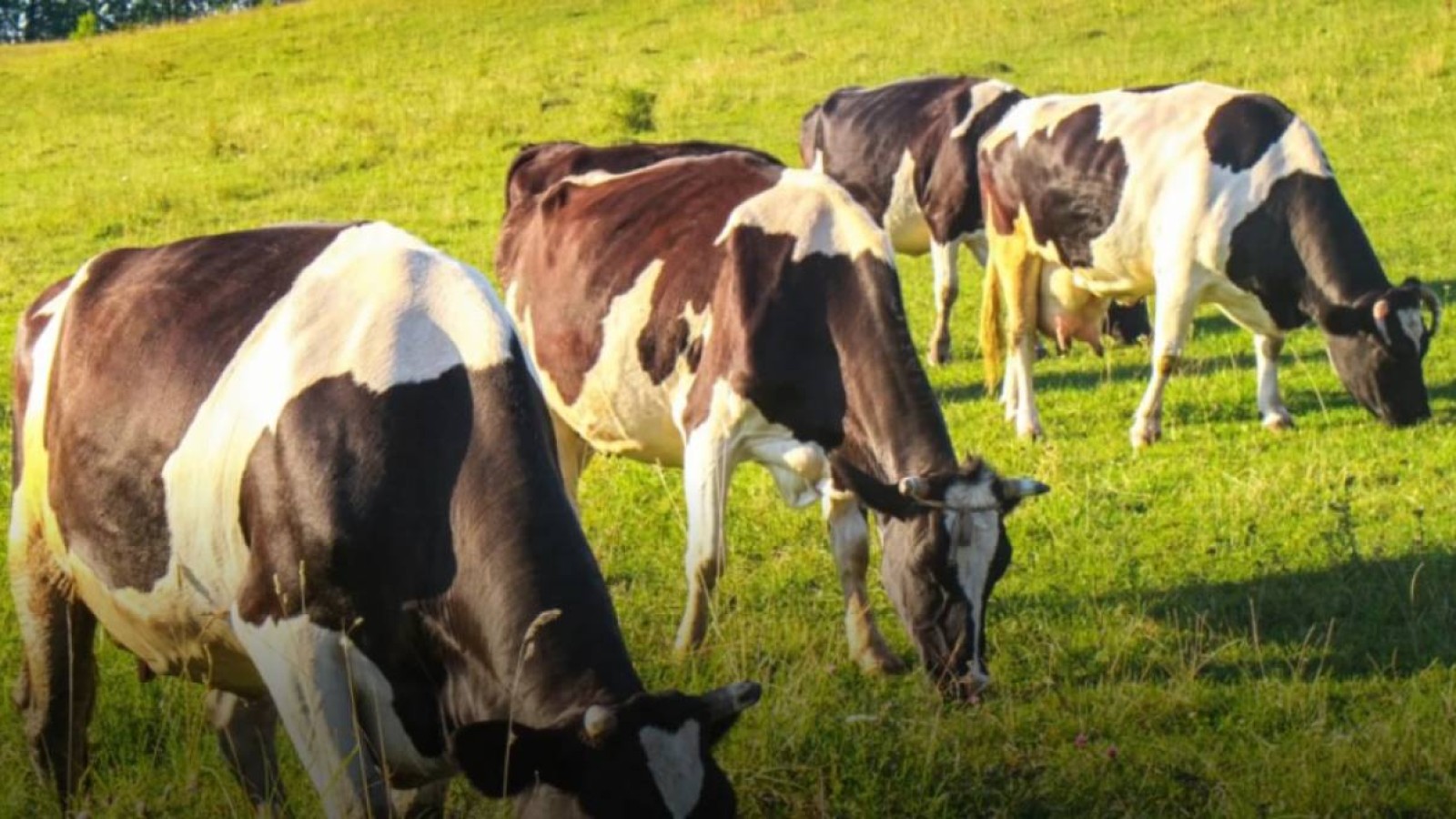 Тоқаев агроөнеркәсіптің дамуына биыл ерекше басымдық берді – депутат.