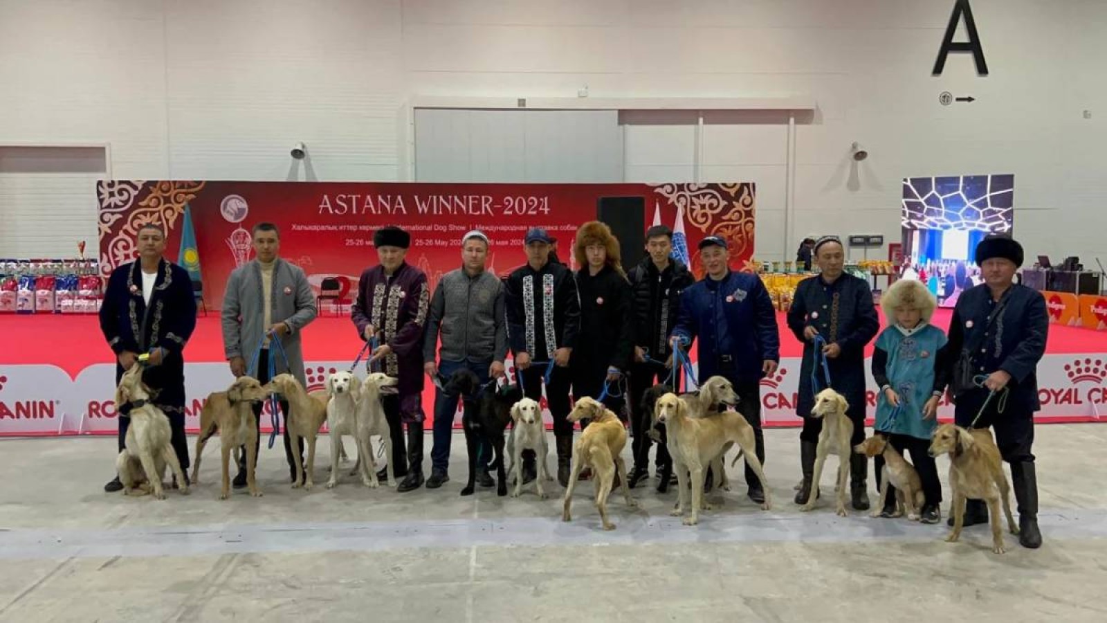 «Тазы – ежелгі қазақы ит тұқымы».