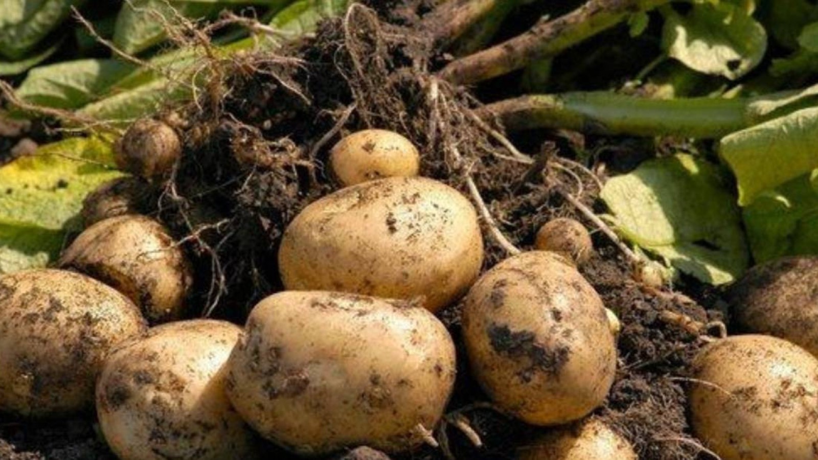 Сұлтанов картоп бағасымен күресуге шықты.