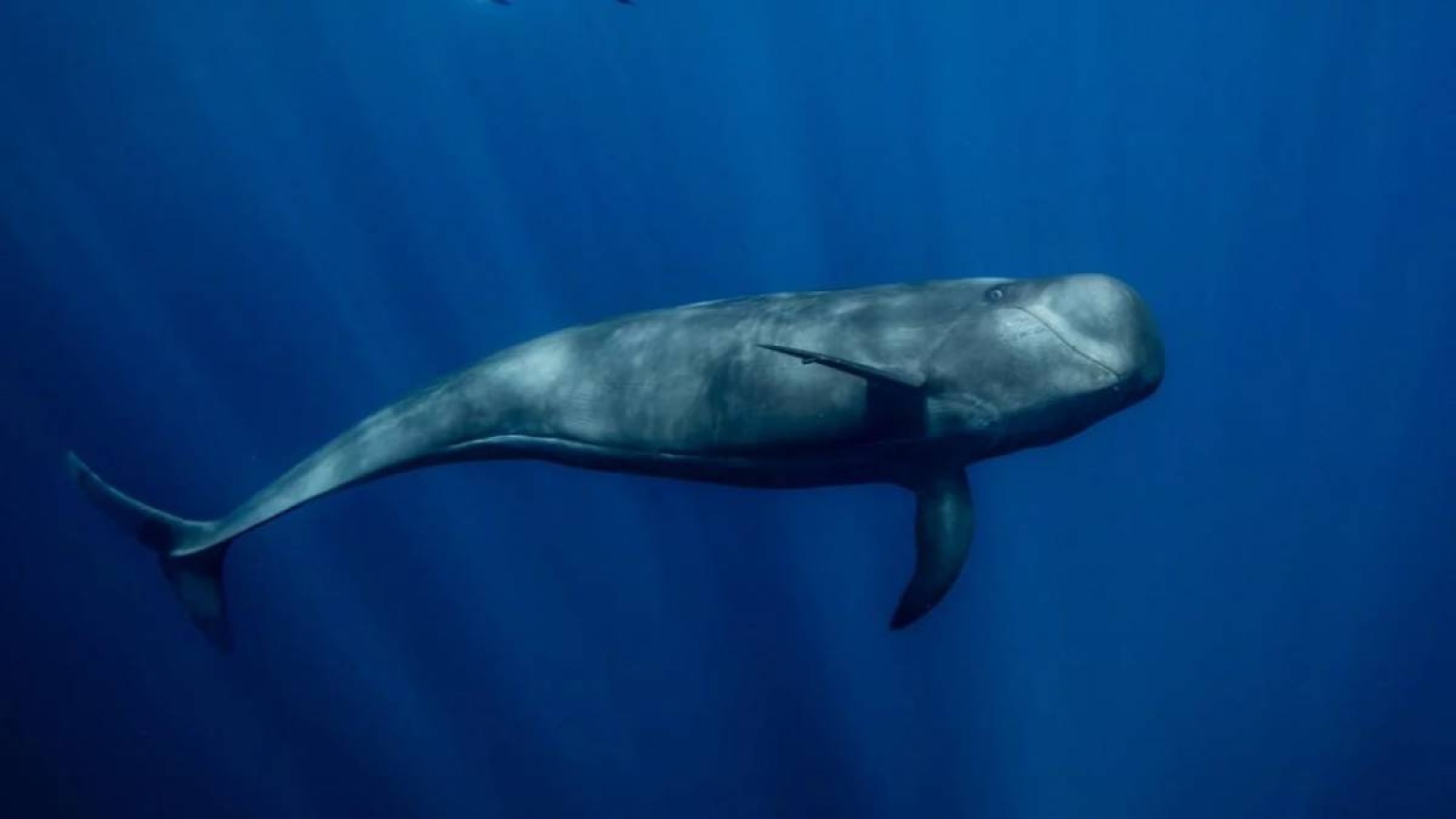 Ресейде «Көк кит» өлім ойынын ұйымдастырушы сотталды.