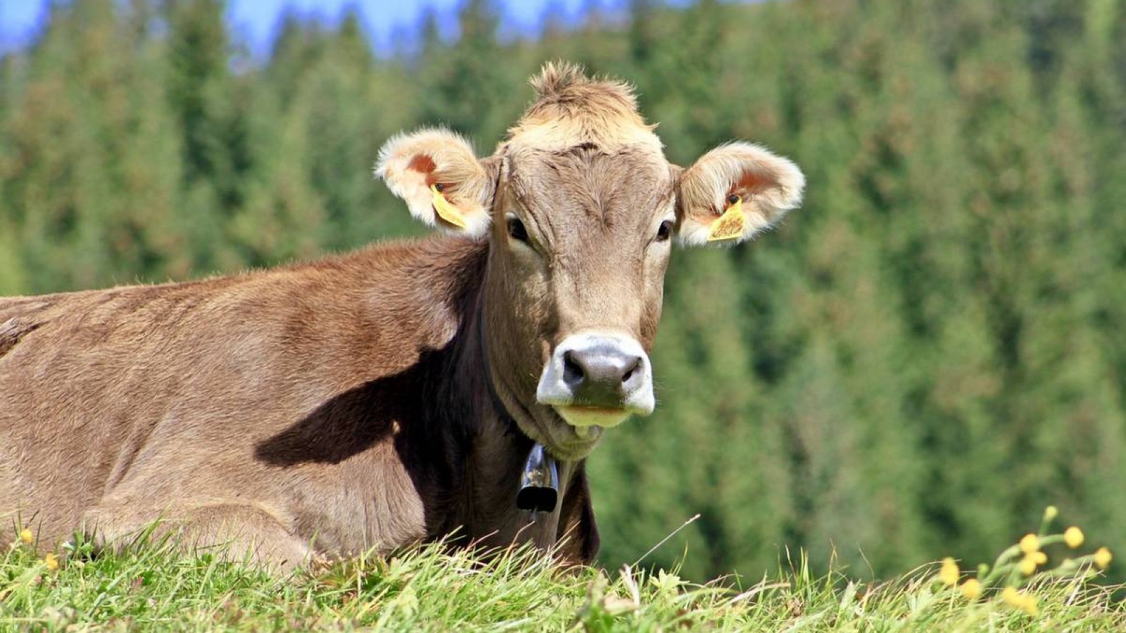 БҚО-да субсидия қаражаты мақсатсыз жұмсалған.