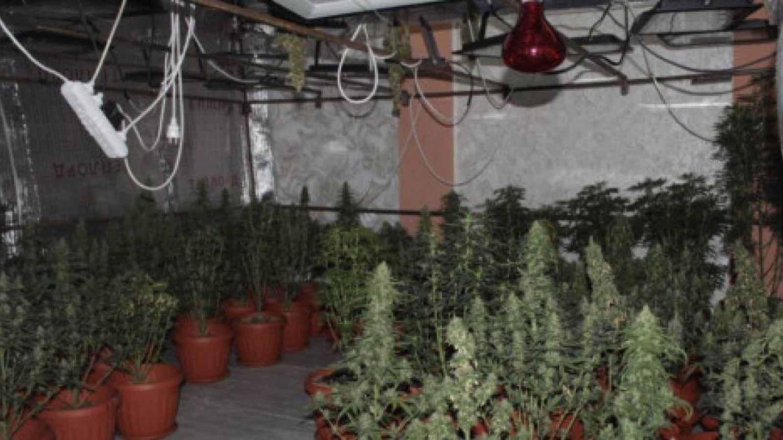 Қызылорда облысының тұрғыны фитозертханада есірткі өсірген.