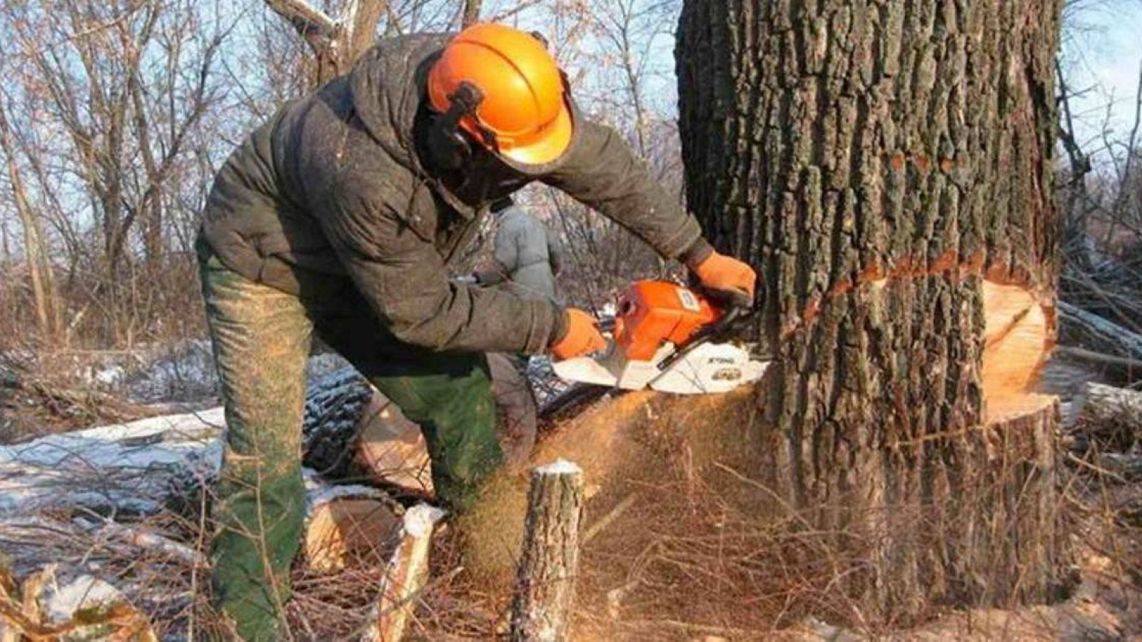 Алматыда емен ағаштарын заңсыз кескендердің үстінен қылмыстық іс қозғалды.