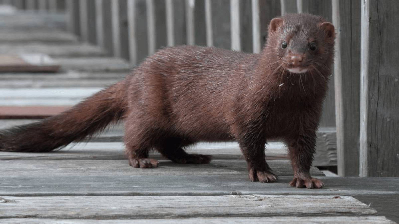 Қаракүзендерден мутацияланған коронавирус анықталды.