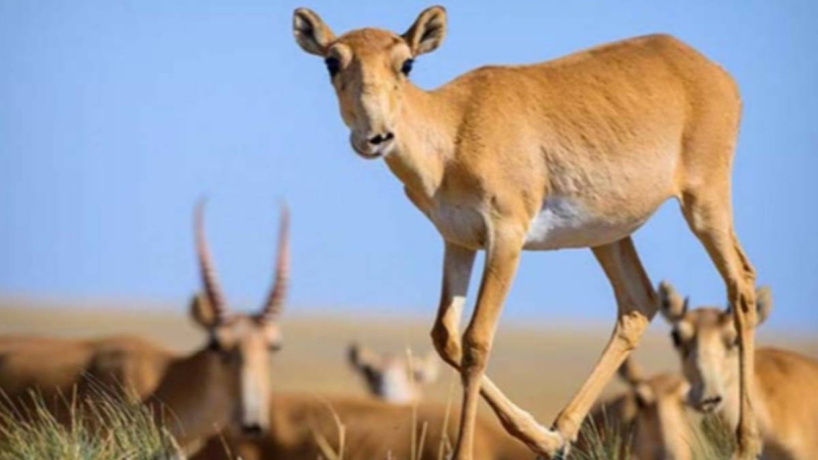 Қазақстанда киік атуға рұқсат берілуі мүмкін.