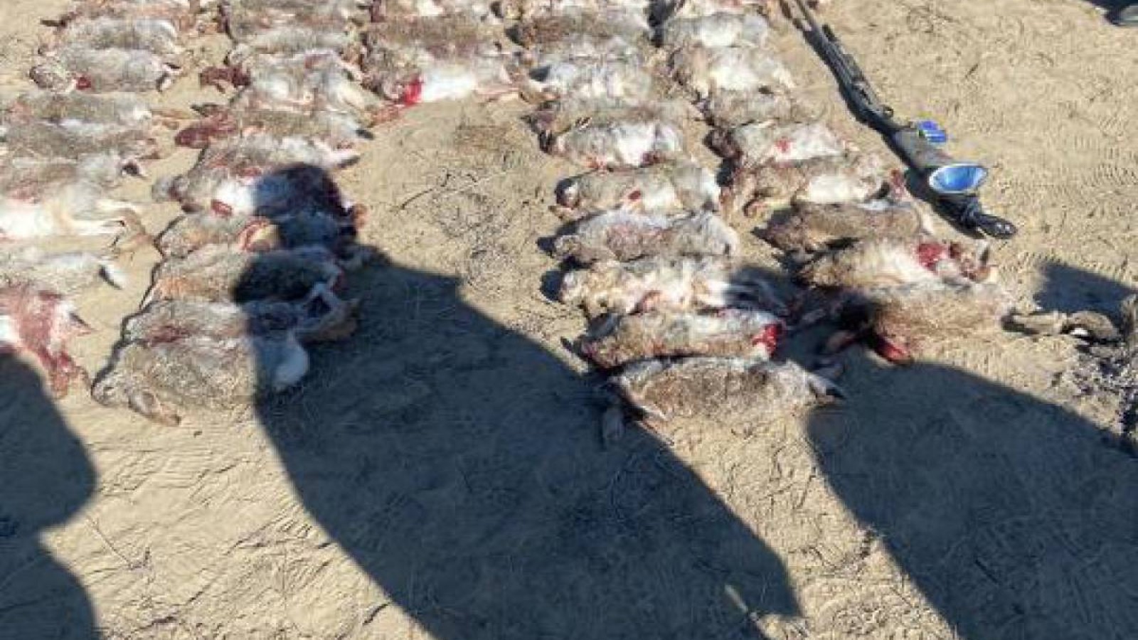 Қызылорда облысында браконьерлер ұсталды.