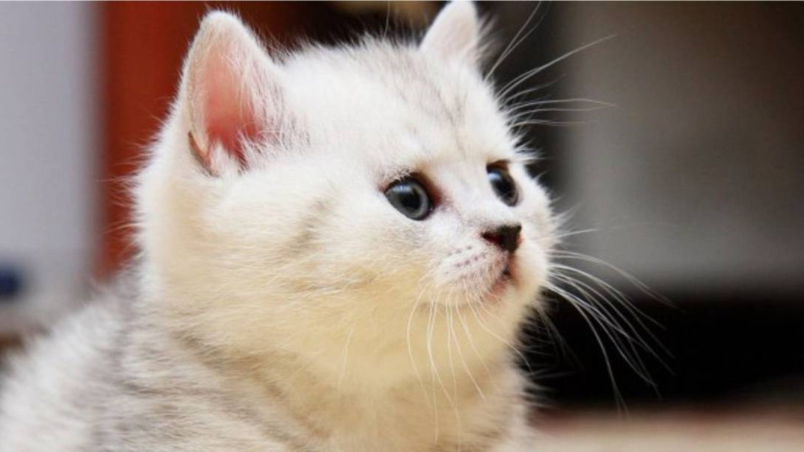 Үй жануарларын тіркеу міндеттеледі: Тоқаев жануарларды қорғау туралы заңға қол қойды.