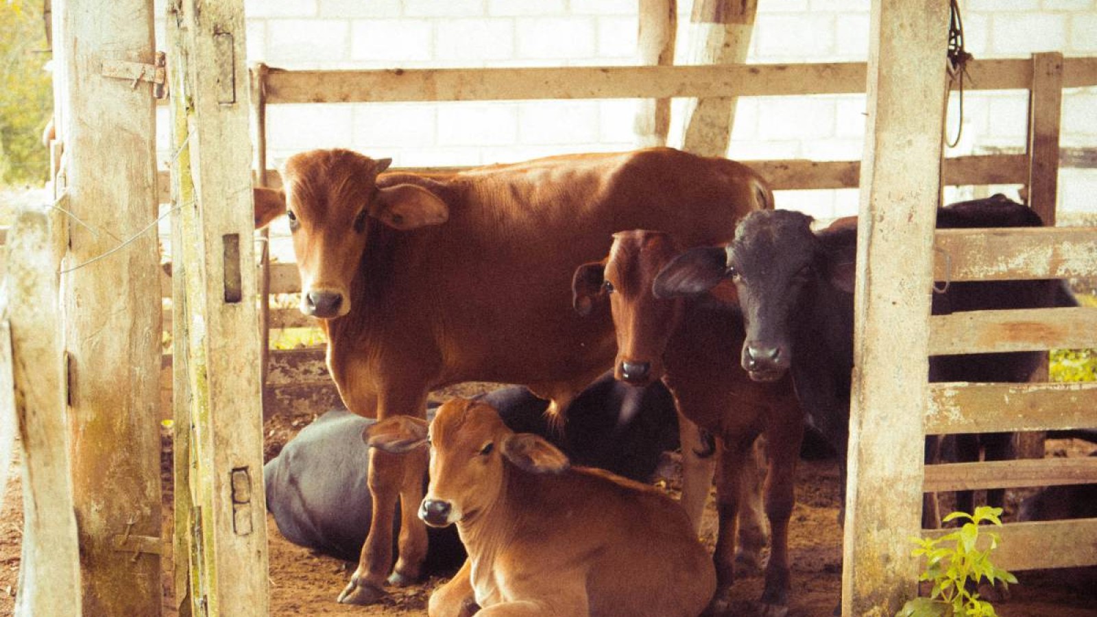 Түркістан облысында субсидияны жымқырғандар анықталды.