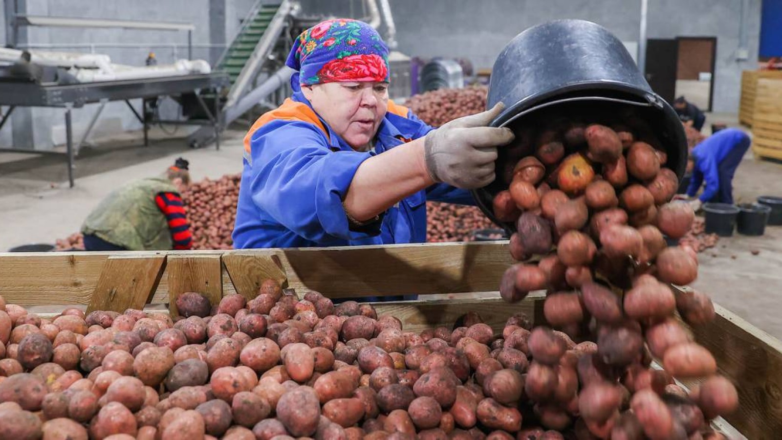 Қазақстан аумағынан үшінші елдерге картоп шығаруға тыйым салынды.